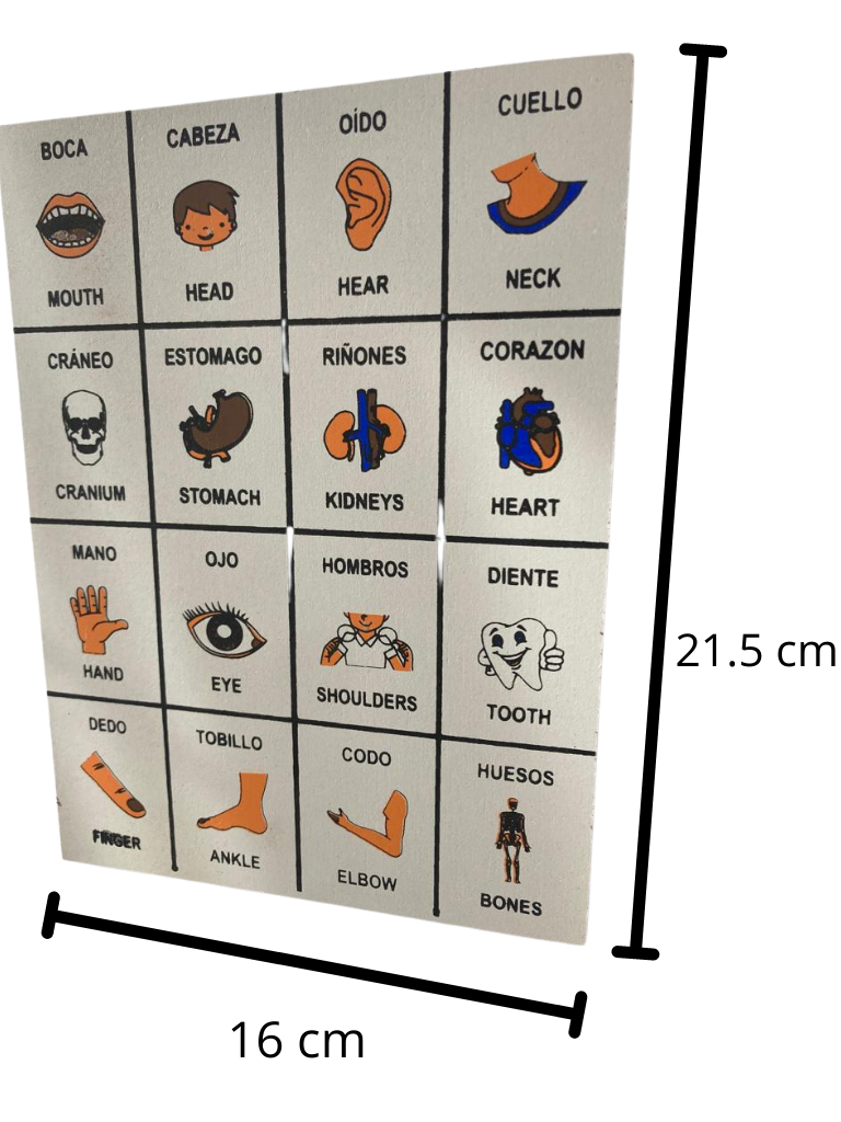 Lotería Partes del Cuerpo Español Ingles